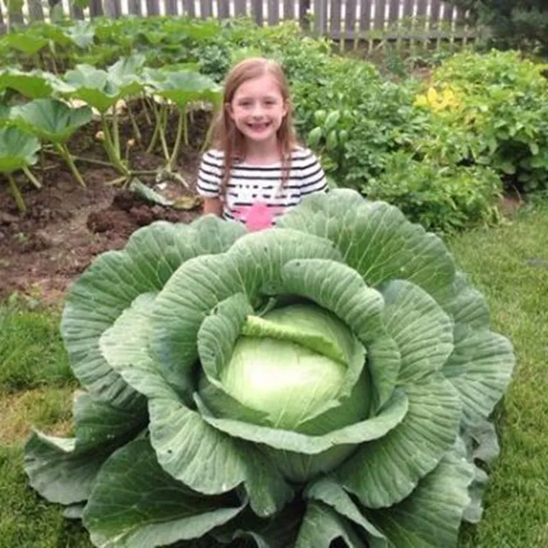 Fresh New 50 Giant Russian Cabbage Seeds Brassica Oleracea Organic Vegetable S05 - £7.11 GBP