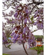 50+ Seeds of Princess Tree - Edible Flowers and Fast-Growing Beauty - $11.99