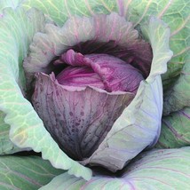 400 Red Acre Cabbage Seeds Spring Fall Vegetable Patio Container US Fast... - $7.25
