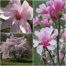 Live Plant Magnolia Leonard Messel Tree – Established Roots –1 Plant in 1 Gallon - £69.53 GBP