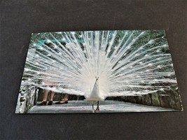  The majestic White Peacock, St. Petersburg, Florida -1968 Postmarked Postcard. - £5.44 GBP