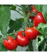 SYR 120 Ace 55 Tomato Seeds Heirloom Non Gmo Fast Growing - €8,89 EUR SYR 120 Ace 55 Tomato Seeds Heirloom Non Gmo Fast Growing - €8,89 EUR