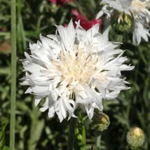 Tall White Centaurea Premium Flower Seeds Beautiful One Gram Fresh Garden - $8.00