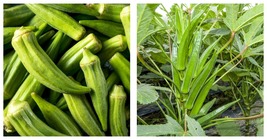 100+ Clemson Spineless Okra Seeds Summer Vegetable Garden Culinary Free Shipping - £13.42 GBP