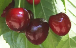 10 Merchant Cherry Seeds For Garden Planting    Fast Shipping From US - £7.09 GBP