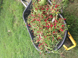 10 Cajun Tobasco Pepper Seeds-1282 - £3.12 GBP