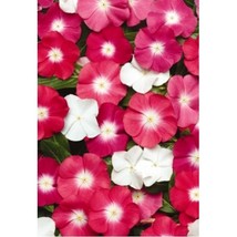 2 Vinca Seeds 25 Thru 250 Seeds Vinca Pacifica Xp Mix Halo Fresh Garden - $12.55