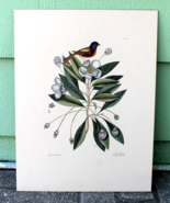 Vintage &quot;The painted Finch&quot; Artist Signed tri colored art print 21&quot; x16&quot; - $115.07 CAD