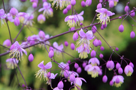 5 Chinese Meadow Rue Pink Yunnan Thalictrum Dipterocarpum Delavayi Flower Seeds  - $13.25