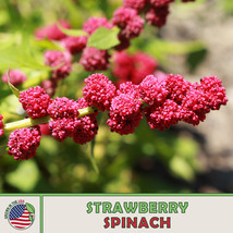 Grow In US 100 Strawberry Spinach Seeds Chenopodium Capitatum Non Gmo - £7.59 GBP