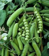 Alaska Pea, NON-GMO, Shelling Pea Heirloom, Earliest of All, 150 Seeds - £11.59 GBP