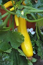 Squash Seed, Early Prolific Straight Neck Squash, Heirloom, Organic, 500 Seeds - £7.20 GBP