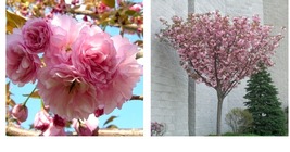 Beautiful 2 Kwanzan Flowering Cherry trees Outdoor Living - $56.99