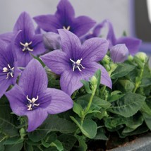 USA SELLER Platycodon Seeds 25 Seeds Balloon Flower Platycodon Pop Star Blue - £15.77 GBP