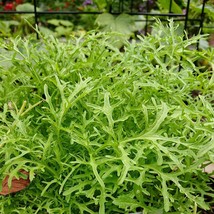 Mustard Seeds - Mizuna - Lime Streaks- Outdoor Living - Vegetable - Free Shippng - $27.99