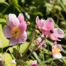 Anemone (Anemone Hupehensis Japonica) - 20 Seeds USA SELLER - £9.30 GBP