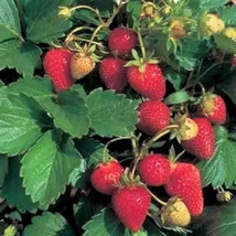 100 Alpine Strawberry Fragaria Sca Red Fruit White Flower Seeds Fresh - £14.32 GBP