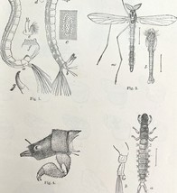 Chironomus Larvae And Unknown Insect Victorian 1887 Art Print Entomology... - $473.67 MXN
