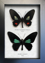 Real Butterflies Set Parides Erithalion Sesostris Framed Entomology Shadowbox - £70.81 GBP