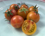 50 + seeds Isis Candy Tomato Juicy Tomatoe Vegetable Garden Edible Food ... - $8.94