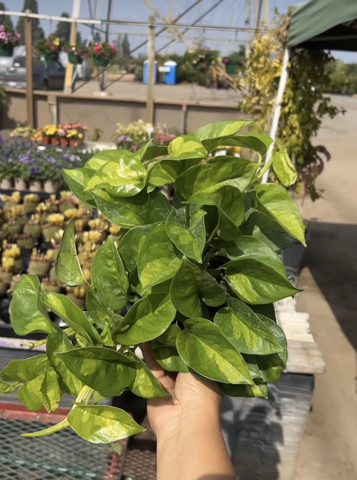 3 cuttings Global Green Epipremnum Indoor/ Outdoor Healthy Live Vine Plant - $29.98