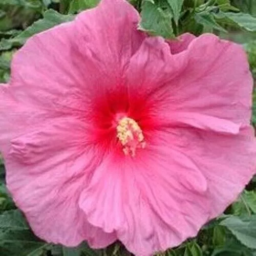 Bush Hibiscus Fantasia Big Pink Flower Hardy 2.5 Inch Pot  - £26.18 GBP