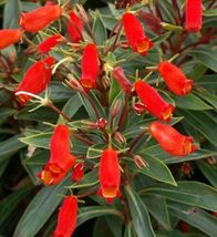 Gloxinia Sylvatica Plant Bolivian Sunset Attracts Hummingbirds &amp; Butterflies - £28.65 GBP