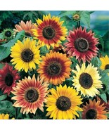 Sunflower Autumn Beauty Flower Seed Beautiful Fast US Shipping - €12,60 EUR