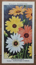 VINTAGE WILLS CIGARETTE CARDS GARDEN FLOWERS DIMORPHOTHECA # No 19 NUMBER - $1.71