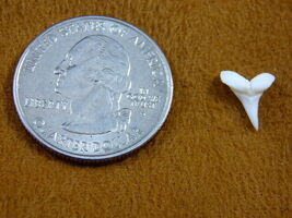 s1980-243) 7/16" Modern Goblin Shark Tooth teeth YOU Pick gold or silver... - $16.99