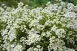 2000+ Sweet Alyssum Flower Seeds  CARPET OF SNOW White Aroma Annual  - £6.96 GBP