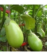 Green Fat Eggplant Vegetable Organic Aubergine, 60 seeds - £7.38 GBP