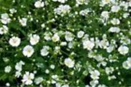  Baby&#39;s Breath Seeds (Gypsophila paniculata) White Annual Flowers 200++Seeds - £8.74 GBP