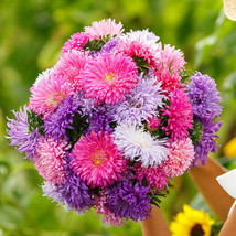 Aster GIANTS MIXED COLORS Huge Blooms Vivid Colors TALL Non-GMO 200 Seeds! - £6.51 GBP