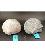 Lot Of 2 Blue Grey Welk Shells; 7 1/4&quot; and 7 1/2&quot; - $18.00