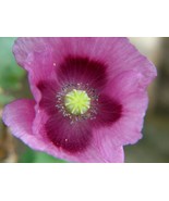 500 Lauren’S Grape Poppy Seeds Beautiful Pods And Flower - $8.89