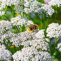 Fresh 2000 Yarrow Seeds White (Achillea Millefolium)  - $4.00