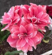 2 Amaryllis Vittata Bulbs Fw95210-105 Garden - £33.83 GBP