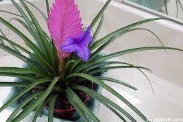 50 Seeds Tillandsia Cyanea: The Charm of Purple Flowers in a Decorative Pot - $4.61