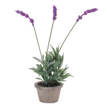 Potted Lavender 14.5&quot;H - 851542 - $68.70 CAD