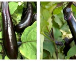 600 Seeds Japanese Early Black Long Eggplant Vegetable - £14.89 GBP