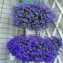 USA SELLER 10 Packs 100 Seeds / Pack Blue Sapphire Lobelia Erinus Seeds Annual F - $23.99