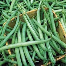 Bean, Provider Bush, Heirloom, 500+ Seeds, Non GMO, Green Beans Vegetable - £7.07 GBP