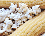 Japanese White Hulless Popcorn Seeds Popping Ornamental Field Corn Seeds  - £4.67 GBP