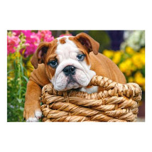 Castorland Classic Jigsaw Puzzle 70pcs - Sweet Bulldog - £14.43 GBP