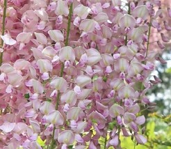 Fresh Garden 5 Light Pink Wisteria Seeds Vine Climbing Flower Perennial Seed 576 - £8.93 GBP