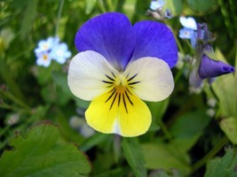 Grow In US 200_Seeds Viola tricolor Helen Mount Johnny Jump Up Heartsease - £15.81 GBP