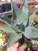 1 Gal. Blue Agave Americana - £34.36 GBP