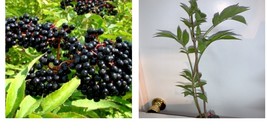 Sambucus nigra, One live rooted plant of Elderberry, shipped bare root. - £49.55 GBP