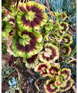 Rare Variegated Pelargonium Zonal Geranium 6" Starter Cutting Live Plant - $49.95